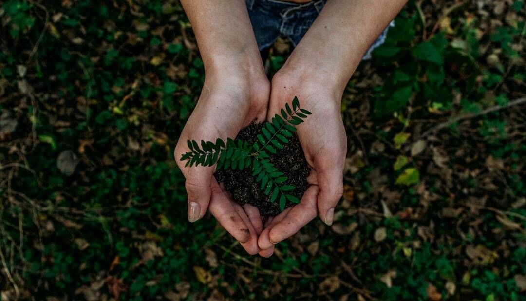 Exploring Eco-Friendly Packaging Solutions for a Sustainable Future
